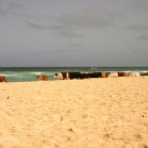 Beach Cows